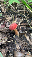 Hortiboletus rubellus