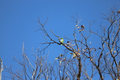 Parvipsitta porphyrocephala