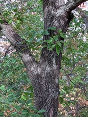 Quercus cerris