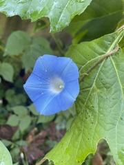 Ipomoea
