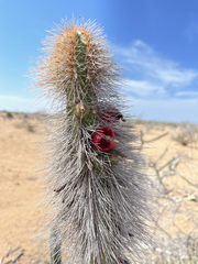 Lophocereus gatesii