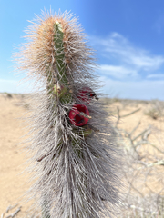 Lophocereus gatesii
