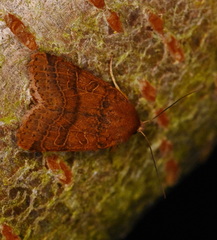 Agrochola nitida