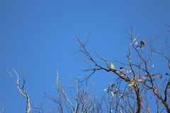 Parvipsitta porphyrocephala