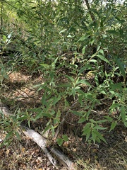 Salix euxina