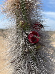 Lophocereus gatesii