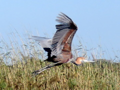 Ardea goliath
