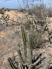 Lophocereus gatesii