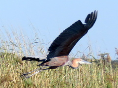 Ardea goliath