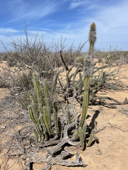 Lophocereus gatesii
