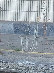 Helichrysum luteoalbum