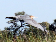 Ardea goliath