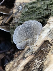 Trametes betulina