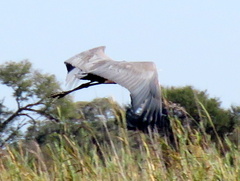 Ardea goliath