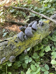 Auricularia angiospermarum