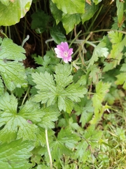 Geranium × oxonianum