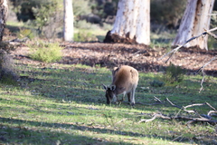 Macropus fuliginosus