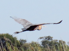 Ardea goliath