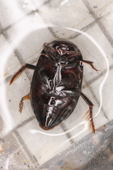 Agabinae