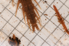 Orohermes crepusculus