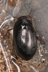 Agabinae