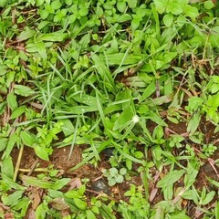 Cyperus mindorensis