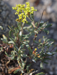 Eriogonum microtheca ambiguum