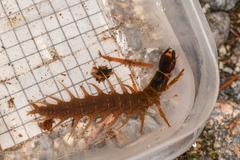 Orohermes crepusculus