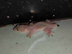 Gehyra mutilata