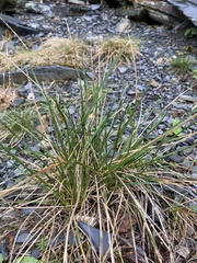 Deschampsia