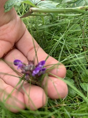 Prunella vulgaris