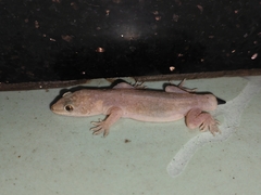 Gehyra mutilata