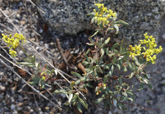 Eriogonum microtheca ambiguum