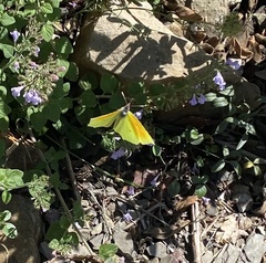 Gonepteryx cleopatra