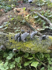 Auricularia angiospermarum