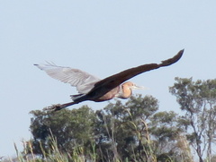 Ardea goliath