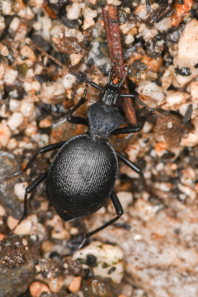 Scaphinotus rugiceps