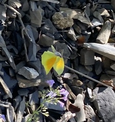 Gonepteryx cleopatra