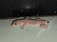 Gehyra mutilata
