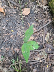 Persicaria virginiana