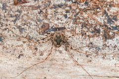 Leptobunus parvulus