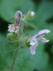 Stachys rigida