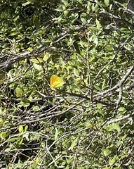 Gonepteryx cleopatra