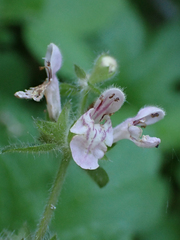 Stachys rigida