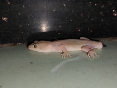 Gehyra mutilata