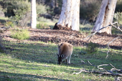 Macropus fuliginosus
