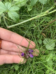 Prunella vulgaris