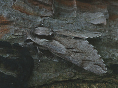 Sphinx pinastri