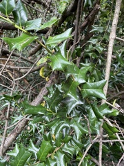 Ilex cornuta