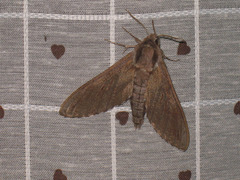Sphinx pinastri